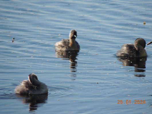 Birds Lake in Narawnpatu N.P.
